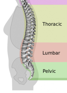3 parts of back spine - Cop