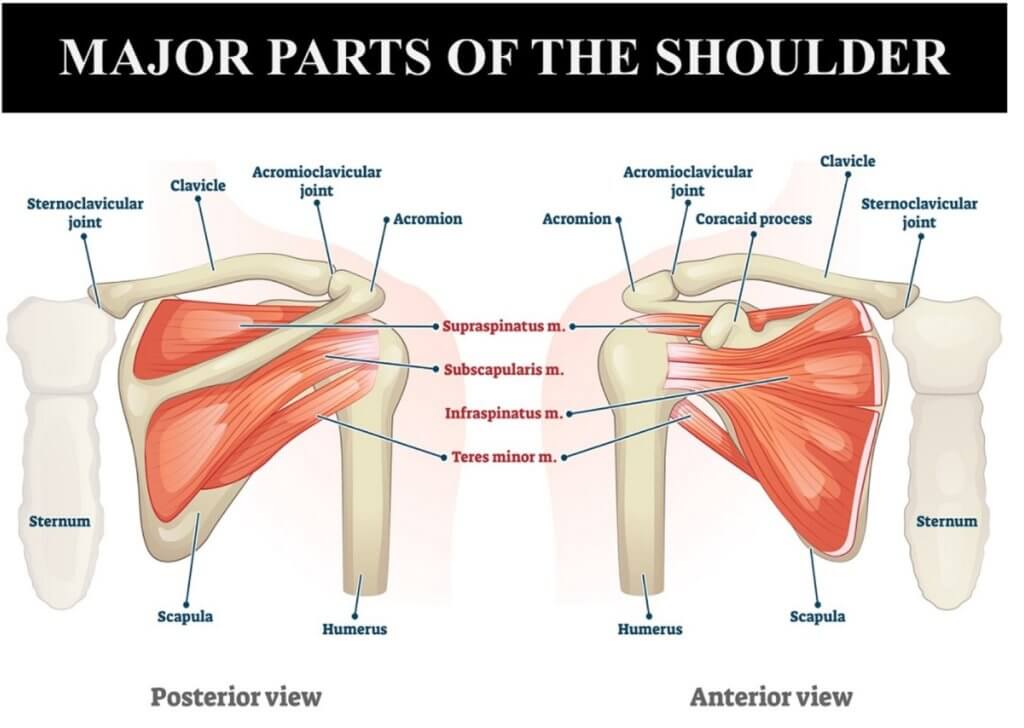 Parts of the Shoulder for Injury Analysis
